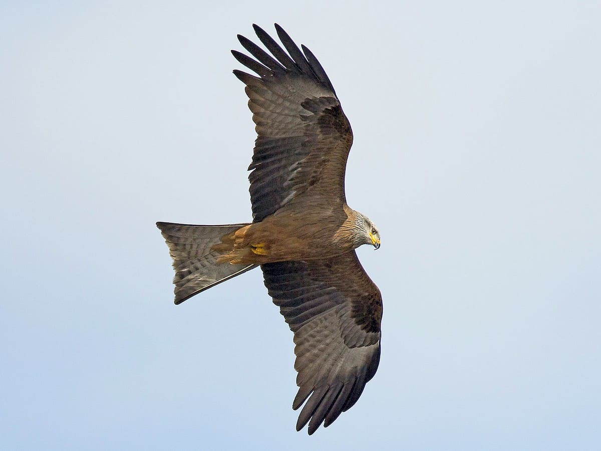 Black Kite